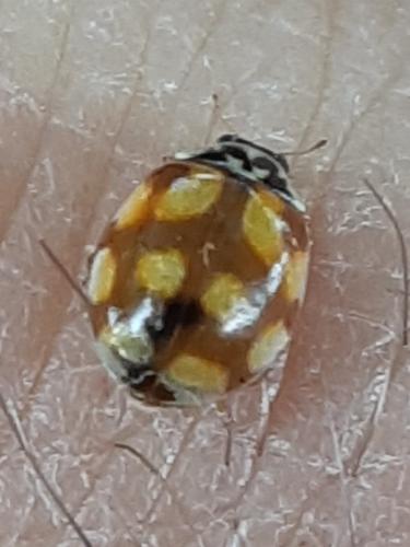Adalia decempunctata