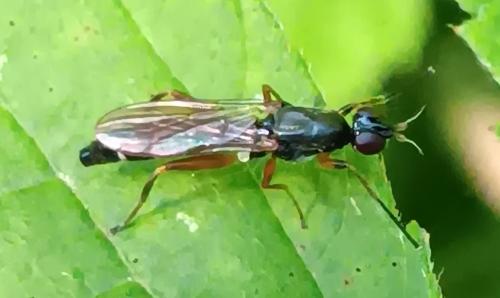 Megamerina dolium