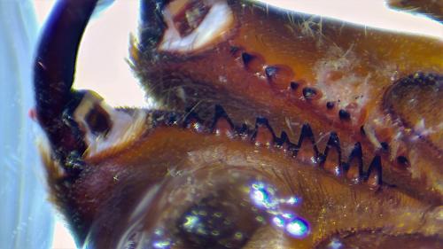 Atypus piceus