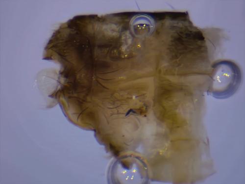 Oecetis notata