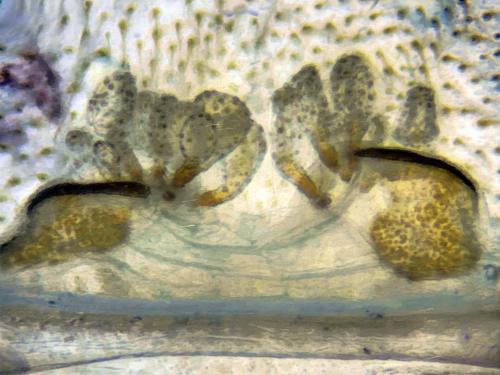 Atypus piceus
