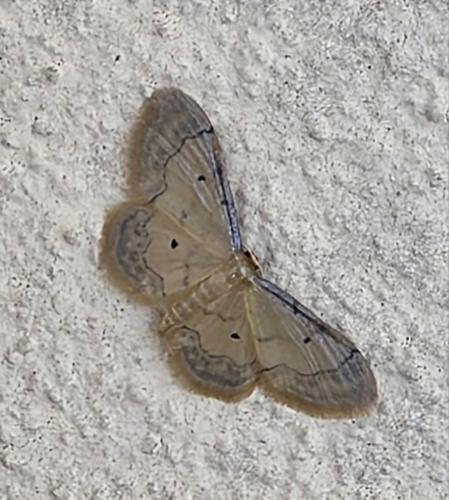 Réf. 360 832 : Idaea politaria