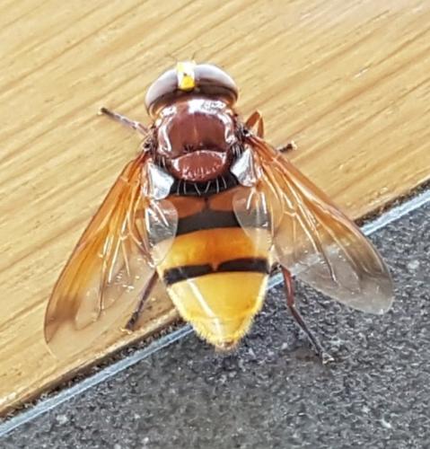 Volucella zonaria