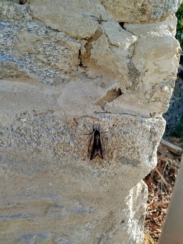 Sphinx ligustri