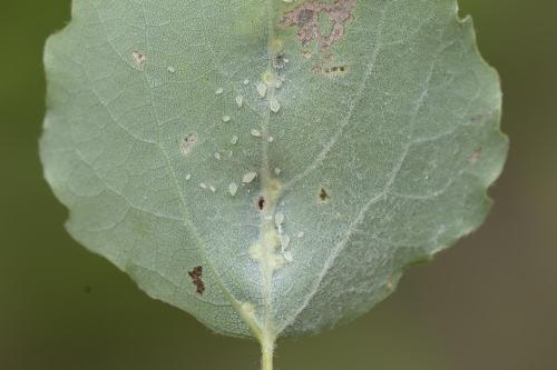 Harmandiola globuli