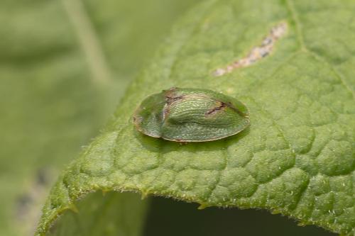 Cassida sp.