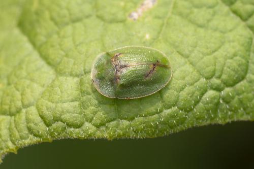 Cassida sp.