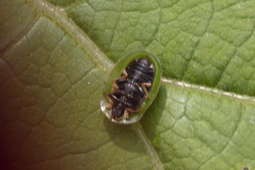 Cassida sp.