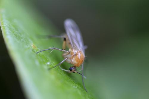 Leia fascipennis