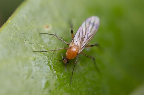 Leia fascipennis
