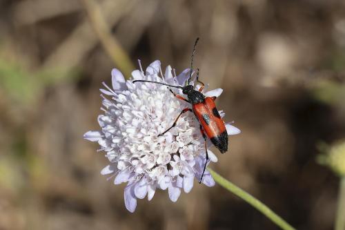 Nustera distigma