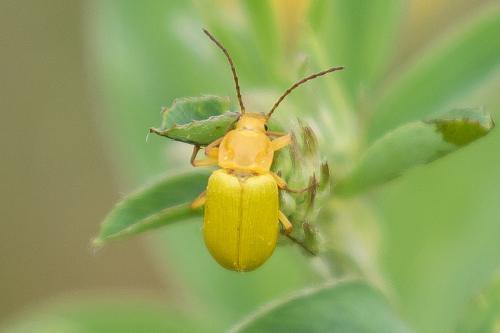 Cteniopus sulphureus