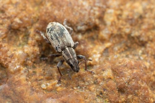 Sitona sp.