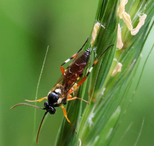 Diplazon laetatorius