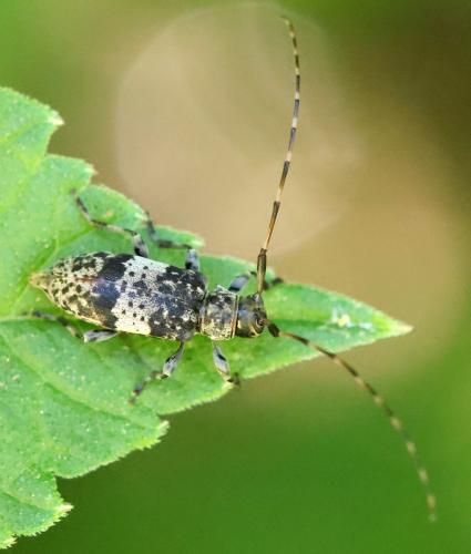 Leiopus sp.