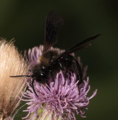 Andrena morio