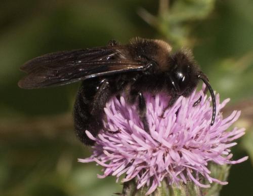 Andrena morio