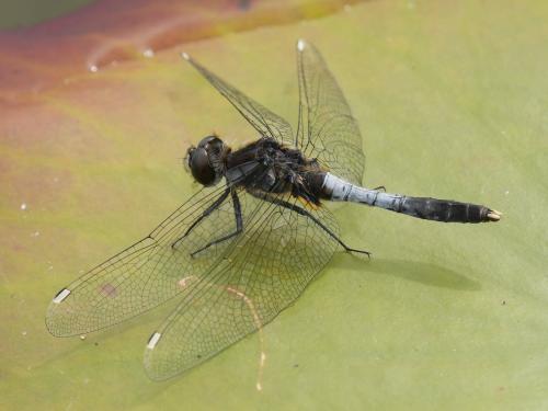 Leucorrhinia caudalis