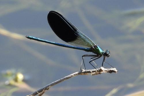 Calopteryx xanthostoma