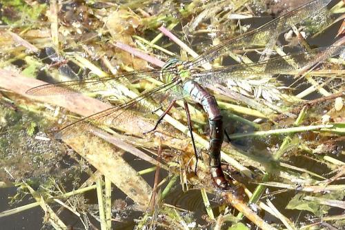 Anax imperator