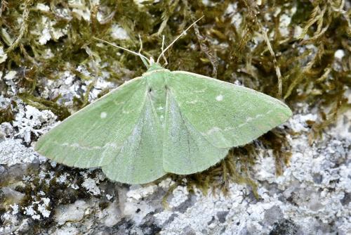 Thetidia smaragdaria