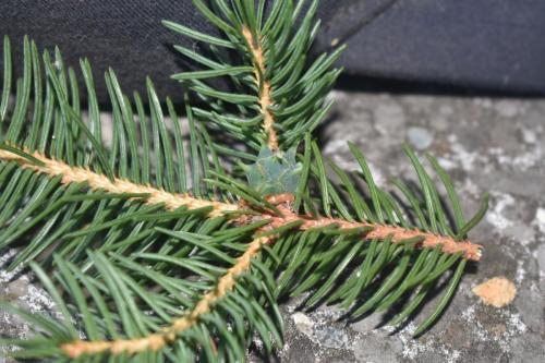 Sacchiphantes abietis