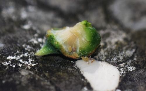 Sacciphantes abietis