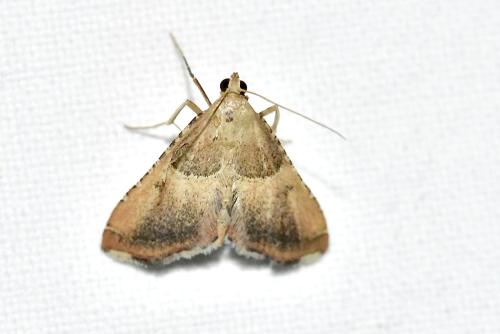 Endotricha flammealis