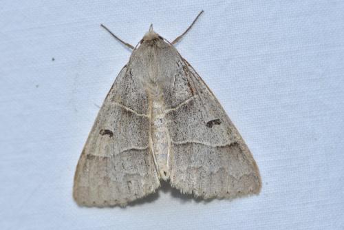 Minucia lunaris