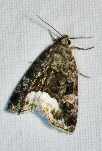 Deltote pygarga