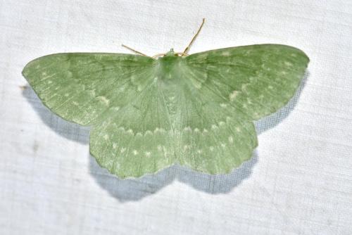 Geometra papilionaria