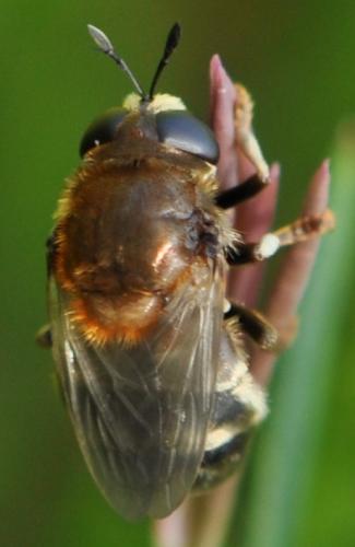 Microdon sp.