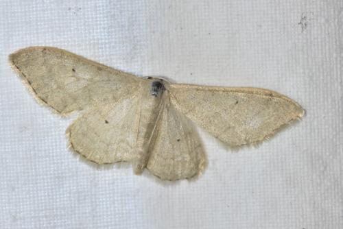 Idaea straminata