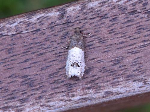 Notocelia roborana
