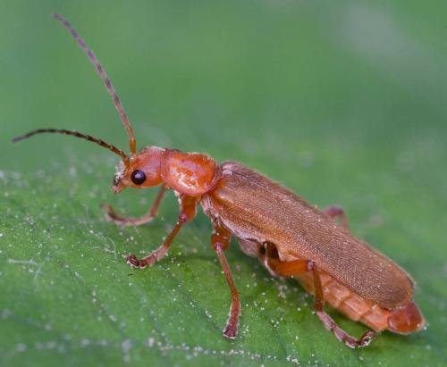 Cantharis sp.