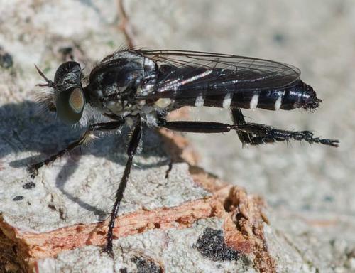 Réf. 360 563 : Lithoeciscus heydenii