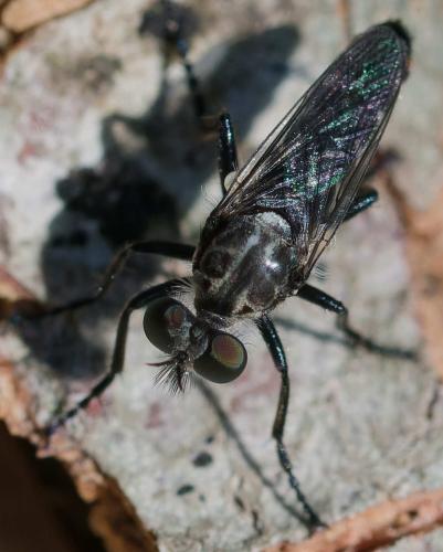 Lithoeciscus heydenii