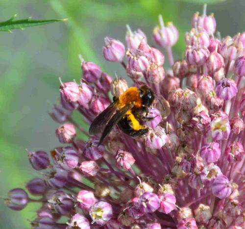 Andrena thoracica
