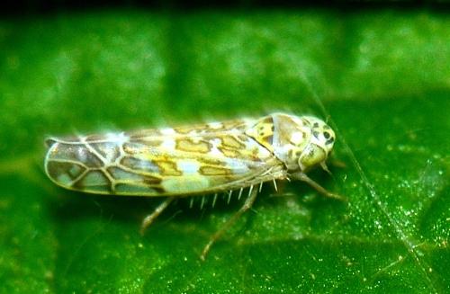 Eupteryx decemnotata