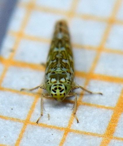 Eupteryx decemnotata