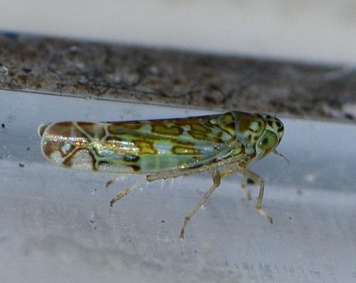 Eupteryx decemnotata