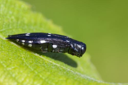 Agrilus guerini