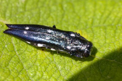 Agrilus guerini