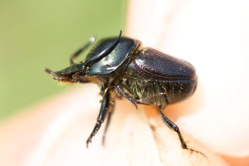 Onthophagus illyricus