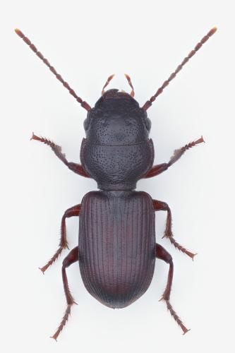 Dixus sphaerocephalus