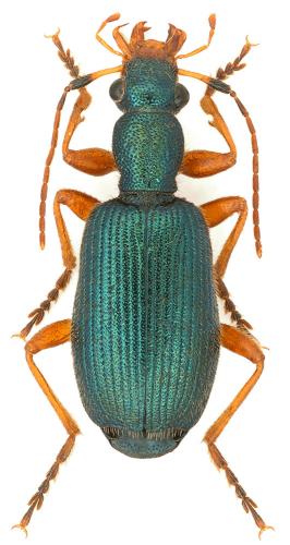 Drypta dentata