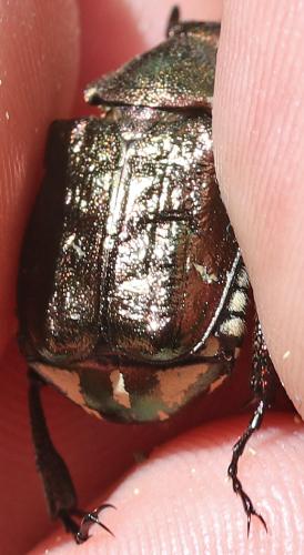 Gnorimus nobilis