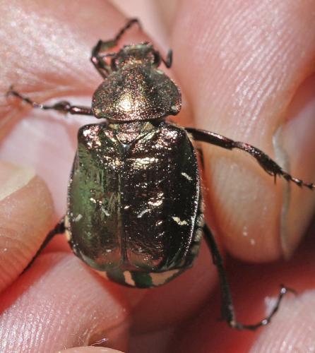 Gnorimus nobilis