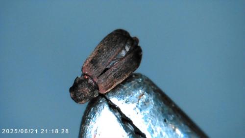Anobiinae