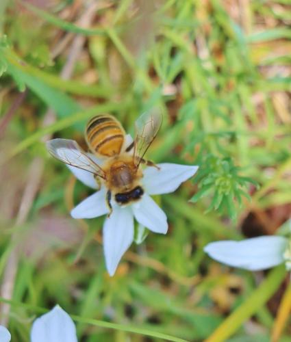 Apis mellifera